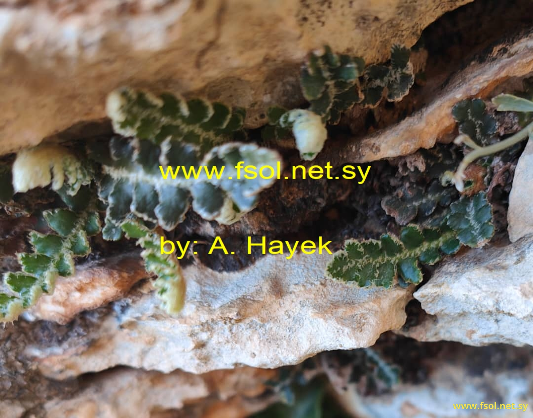 Asplenium ceterach L.